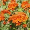 Autumn Fire Perennial Mum Plant -Annual Plants Popular Shop autumn fire perennial mum plant 1082 detail