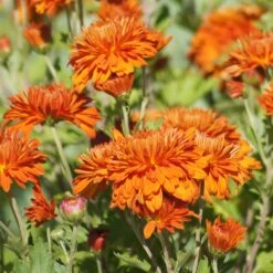 Autumn Fire Perennial Mum Plant