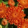 Autumn Spice Igloo Perennial Mum Plant -Annual Plants Popular Shop autumn spice igloo perennial mum 56 general