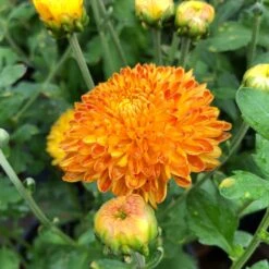 Autumn Sunset Perennial Mum Plant