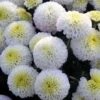 Baby Tears Perennial Mum Plant 2 Baby Tears Perennial Mum Plant -Annual Plants Popular Shop baby tears perennial mum plant 586 detail