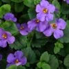 Scopia® Gulliver Blue Bacopa Plant -Annual Plants Popular Shop bacopa gulliver blue plant 342 detail