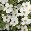 Scopia® Gulliver White Bacopa Plant -Annual Plants Popular Shop bacopa gulliver white plant 816 detail