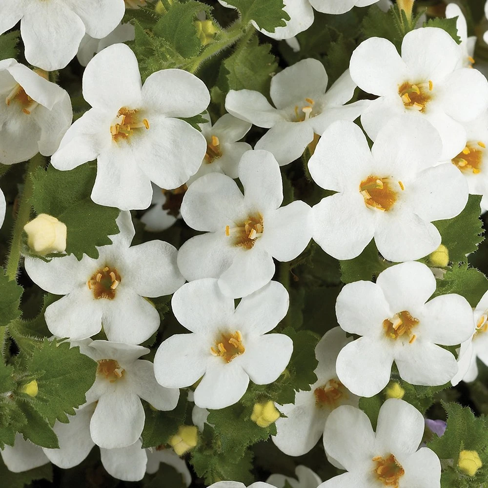 Scopia® Gulliver White Bacopa Plant 3 Scopia® Gulliver White Bacopa Plant