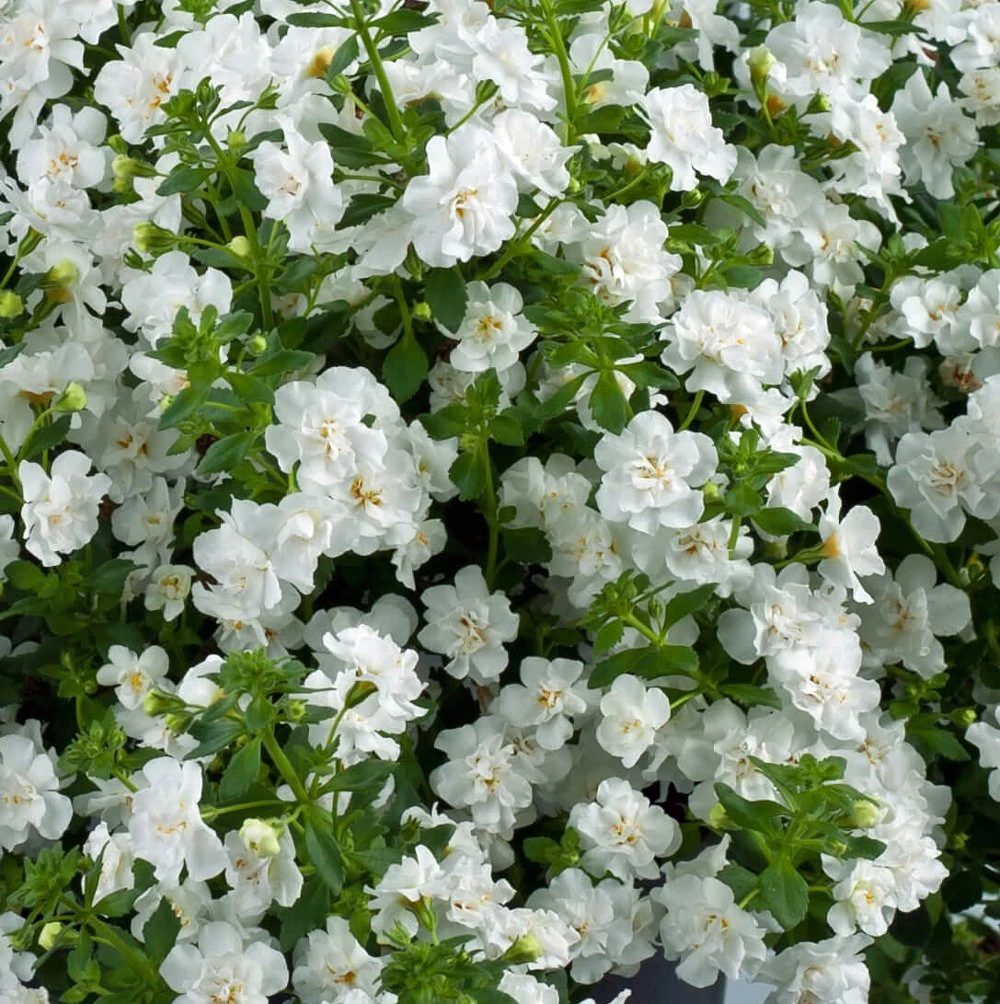 Scopia® Double Snowball Bacopa Plant 3 Scopia® Double Snowball Bacopa Plant