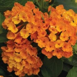 Bandana® Orange Lantana Plant