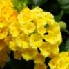 Bandana® Yellow Lantana Plant -Annual Plants Popular Shop bandana yellow lantana plant 1472 detail