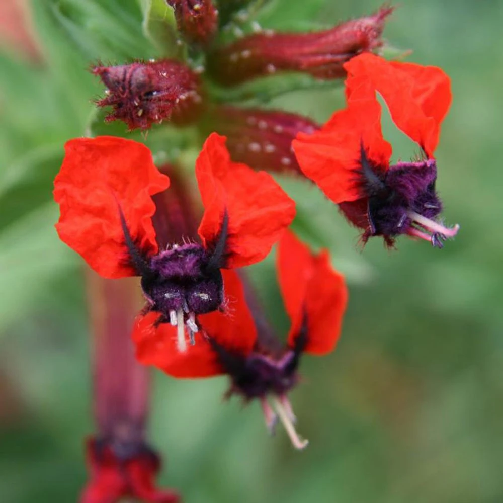 Bat Face Cuphea Plant 3 Bat Face Cuphea Plant