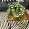 Beautifall® N'Joy Pothos 1 Beautifall® N'Joy Pothos -Annual Plants Popular Shop beautifall n joy pothos 1930 detail