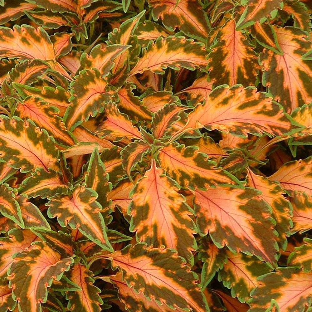 Beauty Of Lyon Coleus Plant 3 Beauty Of Lyon Coleus Plant