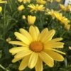 Beauty Yellow Argyranthemum -Annual Plants Popular Shop beauty yellow argyranthemum plant 1319 detail