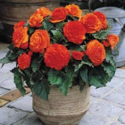 Nonstop® Orange Tuberous Begonia Plant