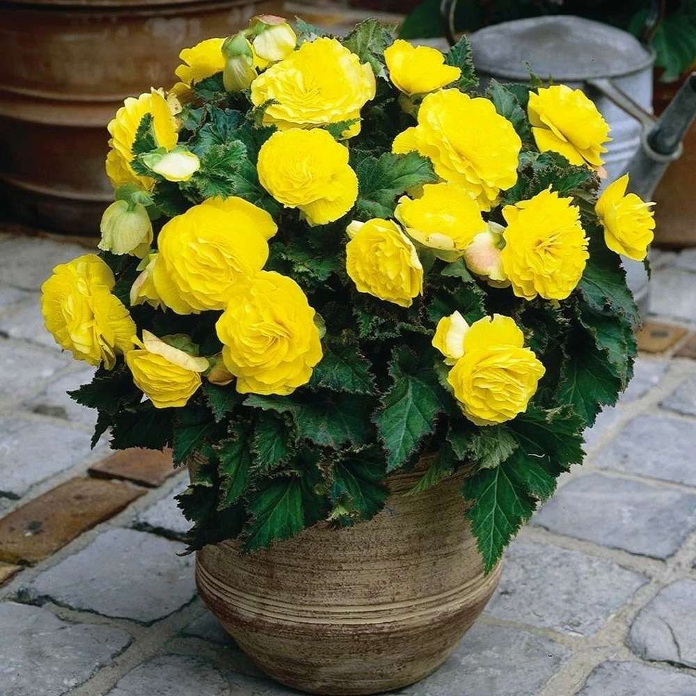 Nonstop® Yellow Tuberous Begonia Plant 3 Nonstop® Yellow Tuberous Begonia Plant