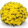 Belgian Mum® Amiko Yellow Plant -Annual Plants Popular Shop belgian hardy mum amiko yellow 1774 detail