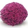 Belgian Mum® Jasoda Purple Plant