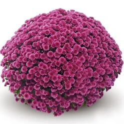 Belgian Mum® Jasoda Purple Plant