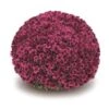 Belgian Mum® Arluno Purple Plant 2 Belgian Mum® Arluno Purple Plant -Annual Plants Popular Shop belgian mum arluno purple 1897 detail
