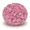 Belgian Mum® Fonti Pink Plant 1 Belgian Mum® Fonti Pink Plant -Annual Plants Popular Shop belgian mum fonti pink 1582 detail