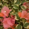 Bengal Orange Bougainvillea Plant -Annual Plants Popular Shop bengal orange bougainvillea plant 1273 detail