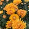 Best Regards Perennial Mum Plant -Annual Plants Popular Shop best regards perennial mum plant 1562 detail