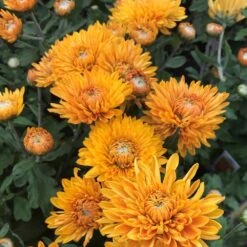 Best Regards Perennial Mum Plant