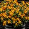 Campfire® Fireburst Bidens Plant -Annual Plants Popular Shop bidens campfire burst spanish needles plant 2100 detail