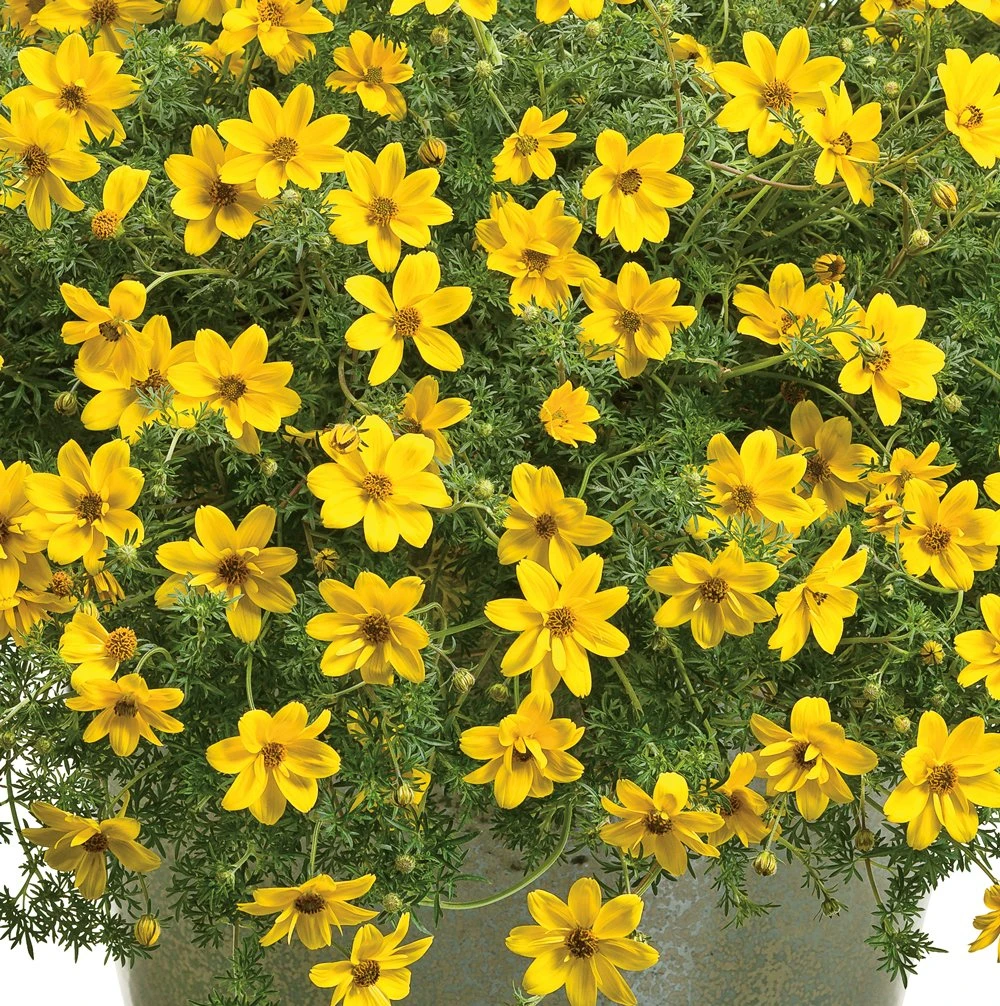 Goldilocks Rocks® Bidens Plant 3 Goldilocks Rocks® Bidens Plant