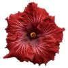 Big Poppa Cajun Hibiscus -Annual Plants Popular Shop big poppa cajun hibiscus plant 2096 detail