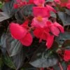 Big™ Rose With Bronze Leaf Wax Begonia Plant -Annual Plants Popular Shop big rose bronze leaf begonia plant 552 detail