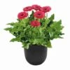 Bighorn® Patio Gerbera -Annual Plants Popular Shop bighorn patio gerbera plant 1537 detail