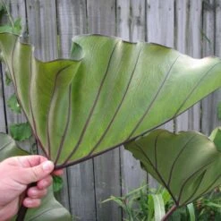 Bikini-tini Colocasia - Elephant Ear