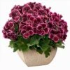 Aristo® Black Beauty Regal Geranium Plant 2 Aristo® Black Beauty Regal Geranium Plant -Annual Plants Popular Shop black beauty aristo regal geranium plant 512 detail