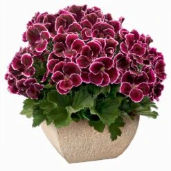 Aristo® Black Beauty Regal Geranium Plant