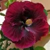 Black Dragon Cajun Hibiscus -Annual Plants Popular Shop black dragon cajun hibiscus plant 1514 detail