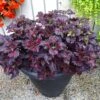 Black Dragon Coleus Plant -Annual Plants Popular Shop black dragon coleus 993 detail