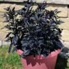 Black Pearl Ornamental Pepper -Annual Plants Popular Shop black pearl ornamental pepper plant 1480 detail