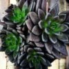 Black Prince Echeveria 1 Black Prince Echeveria -Annual Plants Popular Shop black prince echeveria plant 1014 detail
