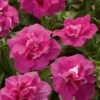 Blanket® Double Rose Petunia Plant -Annual Plants Popular Shop blanket double rose petunia plant 453 detail