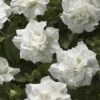 Blanket® Double White Petunia Plant 2 Blanket® Double White Petunia Plant -Annual Plants Popular Shop blanket double white petunia plant 159 detail