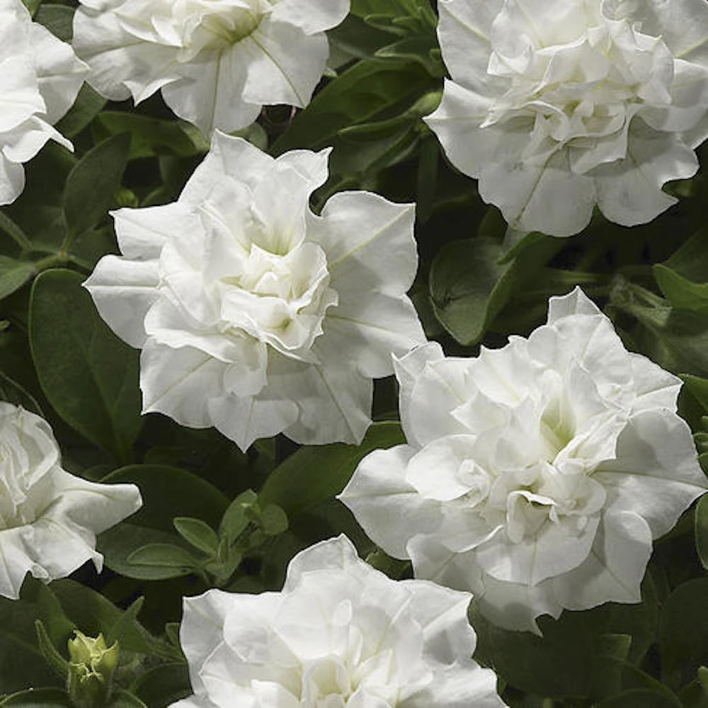 Blanket® Double White Petunia Plant 3 Blanket® Double White Petunia Plant