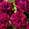 Blanket® Double Zinfandel Petunia Plant -Annual Plants Popular Shop blanket double zinfandel petunia plant 1372 detail