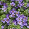 Blue Improved Snowstorm Bacopa Plant -Annual Plants Popular Shop blue improved snowstorm bacopa 616 detail