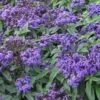 Marino™ Blue Heliotrope Plant -Annual Plants Popular Shop blue marino heliotrope plant 1002 detail
