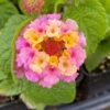 Blush Pink Lantana Plant