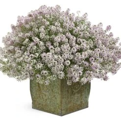 Blushing Princess® Lobularia Plant