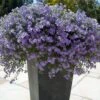 Blutopia® Blue Bacopa Plant 2 Blutopia® Blue Bacopa Plant -Annual Plants Popular Shop blutopia blue bacopa 2068 detail