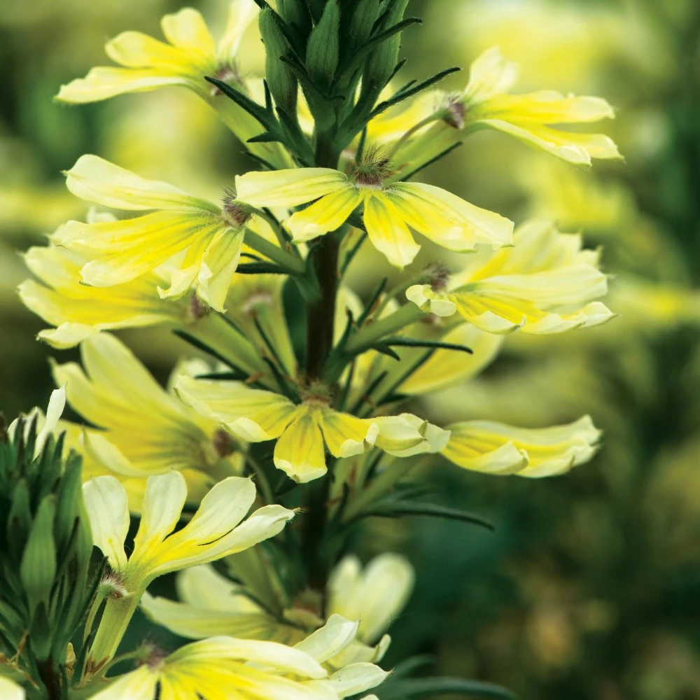 Bombay® Yellow Scaevola 3 Bombay® Yellow Scaevola