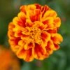 Bonanza Flame Marigold -Annual Plants Popular Shop bonanza flame marigold plant 514 detail