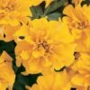 Bonanza Gold Marigold -Annual Plants Popular Shop bonanza gold marigold plant 1640 detail