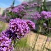 Bonariensis Cloud Verbena Plant -Annual Plants Popular Shop bonariensis cloud verbena plant 58 detail